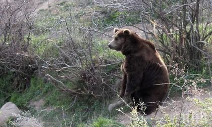 Мечка нападна стадо овце в Гълъбово, уби седем