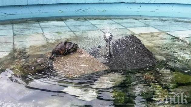 Циганчета измъчват костенурки в Пловдив