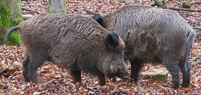 Ловци настояха да се вземат мерки по отстрела на диви свине зарази чумата
