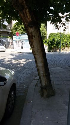 Гротескно - бетонираха дърво в центъра на Пловдив
