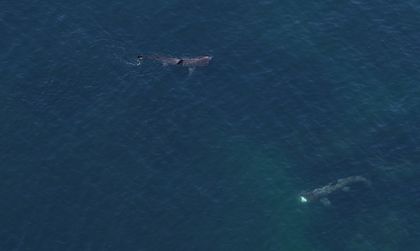 Акула нападна студент в Червено море