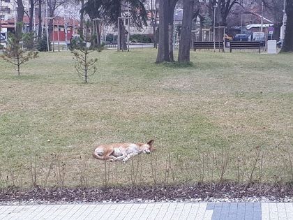 Монтана: Полицията разследва сигнал за отровено куче в село Станево