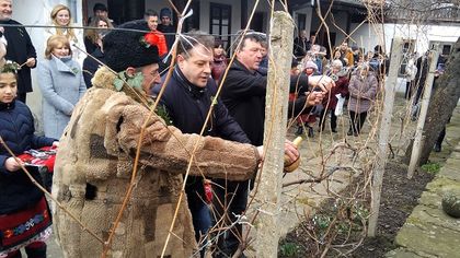 Велико Търново: На Трифон Зарезан кметът Даниел Панов заряза ритуално лoзите в Килифарево
