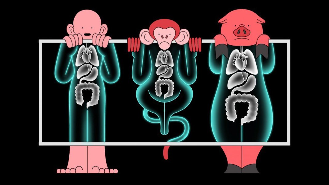 Трансплантират CRISPR органи от прасета на маймуни, за да видят безопасни ли са за хора