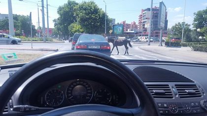 Кон, бе майна... кон! Ама на пешеходна пътека СНИМКИ