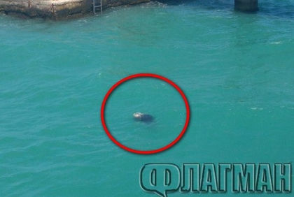 Зловещо от Северния плаж в Бургас! Мъртво тяло се носи във водата на метри от майки с деца