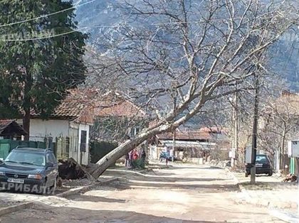 Ураганен вятър запрати огромно дърво върху къща