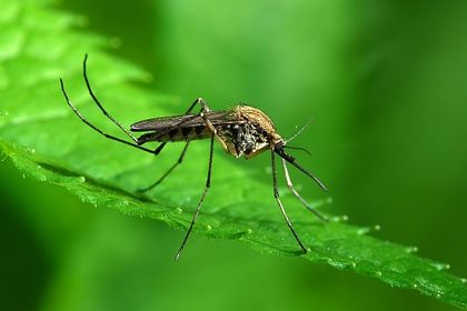 Вижте кога ще пръскат срещу комари в отделните райони на Пловдив