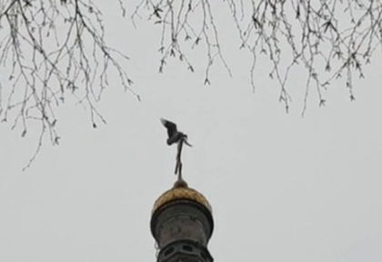 Иде пролетта! Щъркел