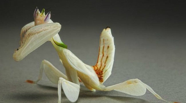 Има ли женската богомолка лош вкус в устата след секс?