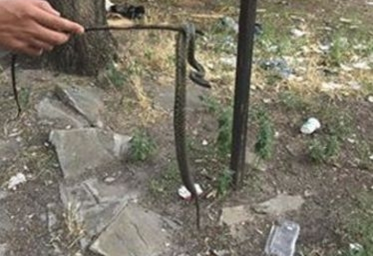 Змия уплаши малки и големи на детска площадка в бургаския 