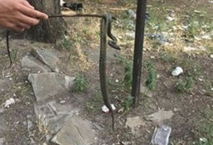 Змия уплаши малки и големи на детска площадка в бургаския