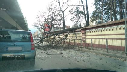 Видин: Отстранено е дърво, паднало върху лек автомобил на паркинг до жп гарата в областния град