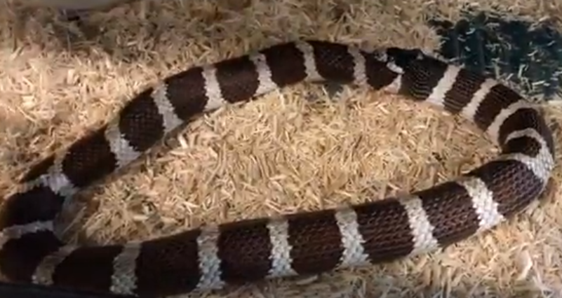 Кралска змия глътна опашката си ВИДЕО
