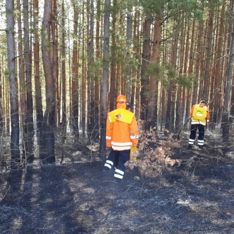 Шумен: Пожар в борова гора край село Тушовица са гасили горски служители и огнеборци