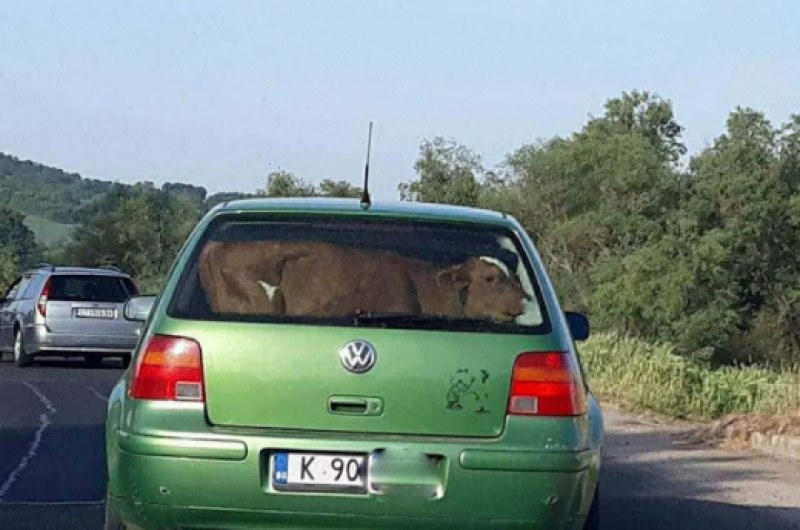 Няма да повярвате какво се вози в Голф по нашенските пътища!