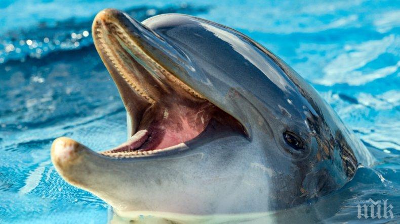 Морето изхвърли обезглавен делфин край 