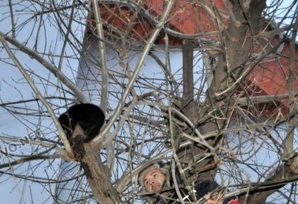 Коте в Хасково бедства три дни в студа на 8-метрово дърво (СНИМКИ)