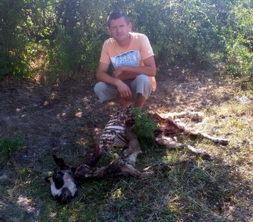 Вълча напаст в Родопите