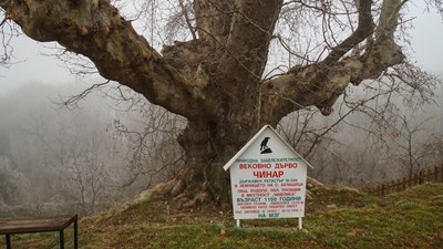 Връщат на Белащица орехова гора, 