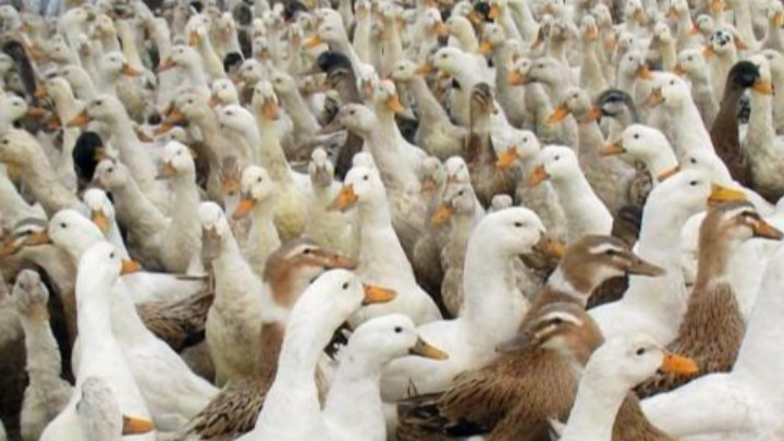 Зараза от птичи грип е открита в още едно пловдивско село