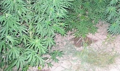 В Парагвай конфискуваха 42,5 т марихуана