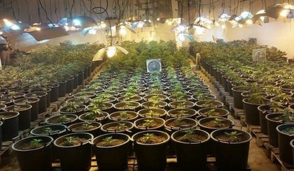 Бойко превърна хале край Асеновград в оранжерия за марихуана, тикнаха го в ареста