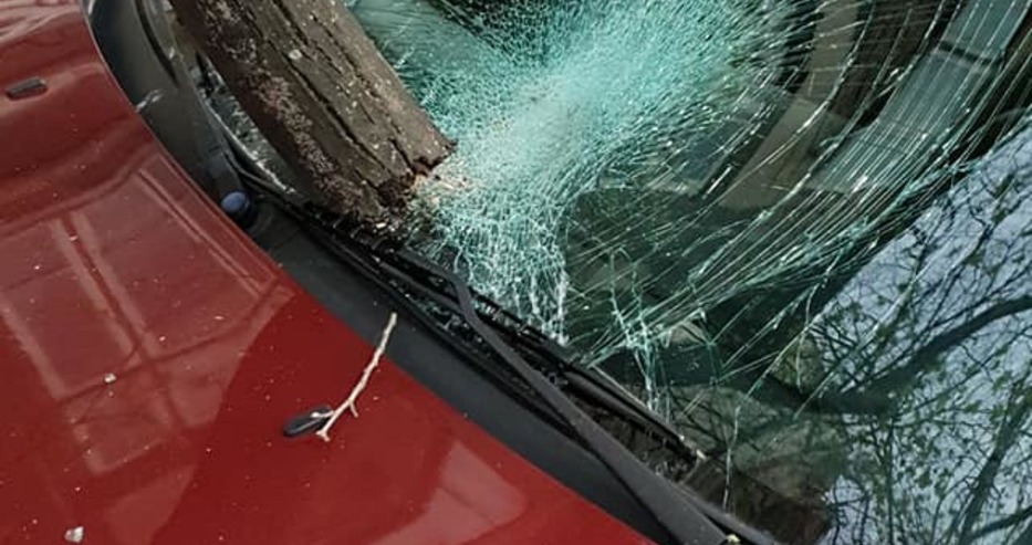 Дърво рухна върху кола в центъра на Варна