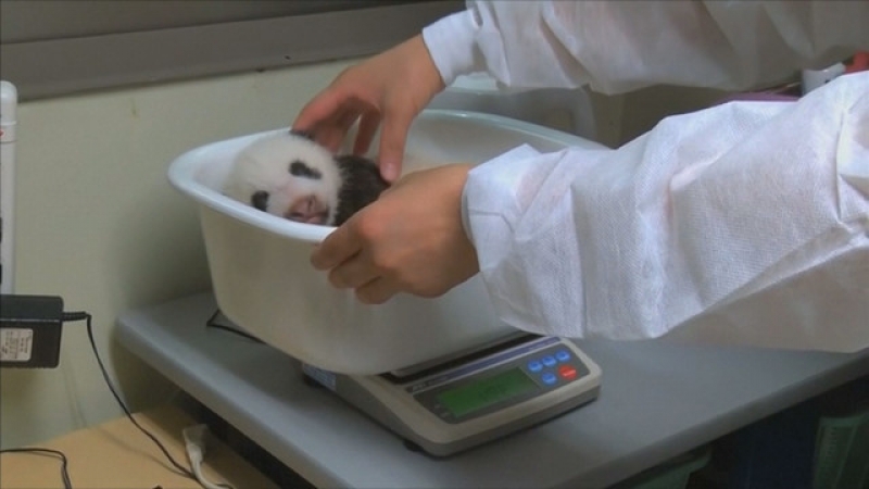 Бебе панда е най-малкият обитател на зоопарка в Токио (ВИДЕО)