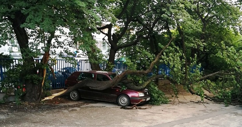 Дърво се разцепи и се стовари върху кола във Варна (снимка)