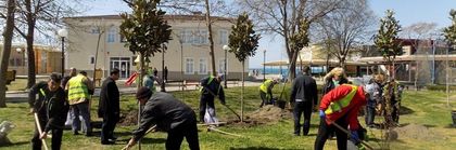 Бургас: 12 магнолии, 4 палми и 30 други дръвчета бяха засадени в централната градска част на Поморие