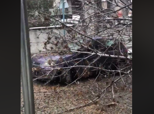 Огромно дърво падна и блокира улица в центъра на Пловдив, отнесе го и автомобил (ВИДЕО)