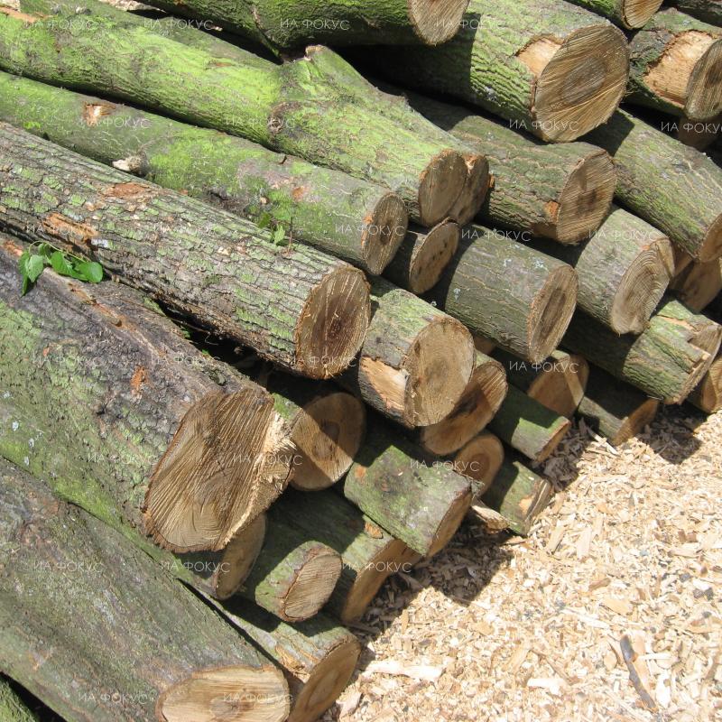 Смолян: Незаконна сеч на 60 дървета е установена в местността Вриса