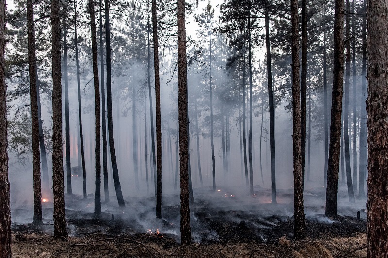 Инж. Дамян Дамянов, ЮЗДП: Изгасен е напълно горският пожар край село Елешница
