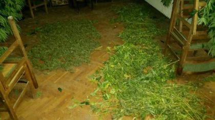 Полицаи разбиха наркооранжерия в близост до Пловдив