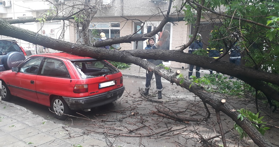 Дърво падна върху две коли във Варна и нанесе щети на едната (снимки)