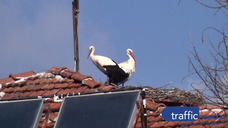 Щъркелите подраниха, бейби бум очаква Белозем ВИДЕО