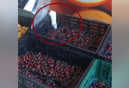 Няма да повярвате на очите си! Мишка краде... череши в столичен хипермаркет (ВИДЕО)