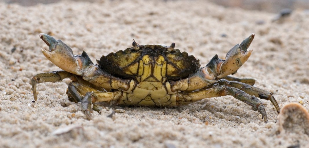 Създателите на GandCrab се оттеглят от престъпната сцена