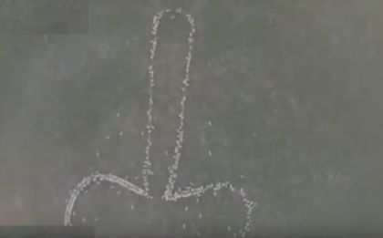 Фермер подреди овцете си във формата на фалос и ги засне с дрон (ВИДЕО)