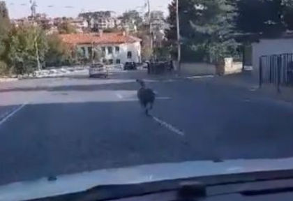 Бягството от Байрама: Касапи преследват овца по улиците на Хасково (ВИДЕО)