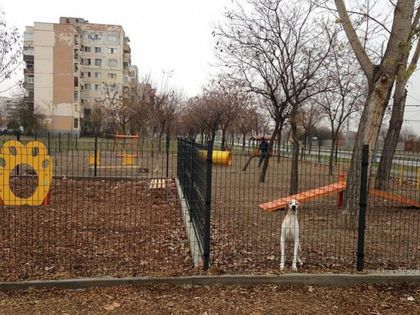 Кучета въртят опашки от кеф утре в Лаута