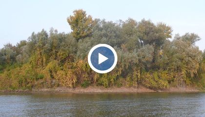 Залесиха 120 декара гори на остров Алеко