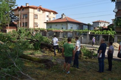 Изръгнати и счупени дървета след сношната буря в „Южен“