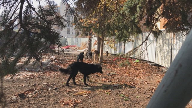 Майка и дете бяха нападнати от глутница кучета в София