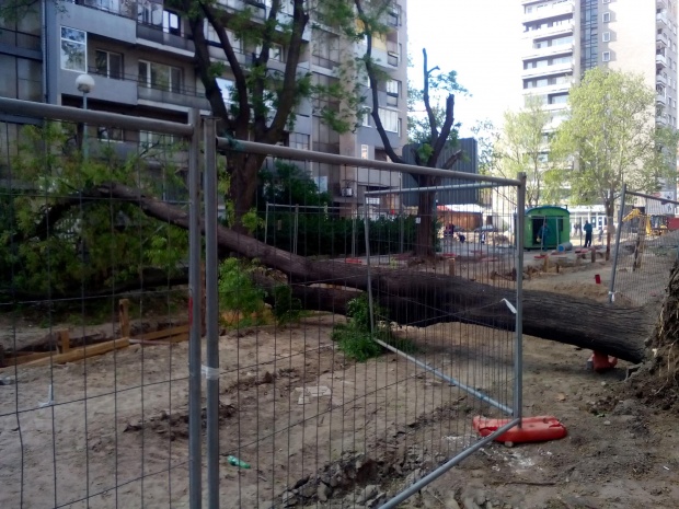 Огромно дърво се стовари на ул. "Любен Каравелов"