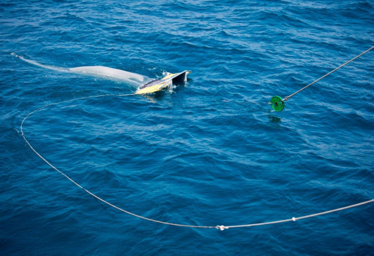 Според резултати от изследвания на Грийнпийс Черно море е едно от най-замърсените в света с микропластмаса (СНИМКИ)