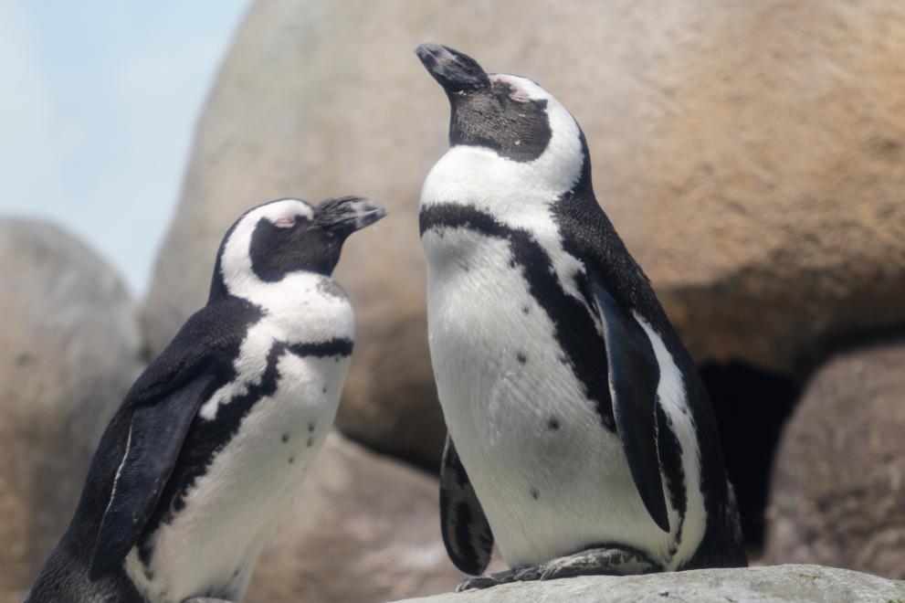 Двойка еднополови пингвини си осинови изоставено яйце