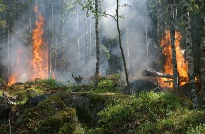 Горски пожар избухна край гръцкия град Дидимотихо