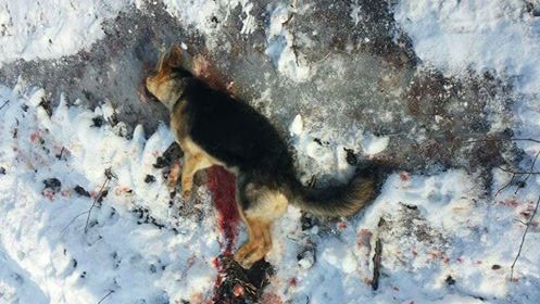Полицай застреля две кучета, казал на собственика им: Нищо не мога да направя (СНИМКА 18+)